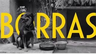 El perrito que aparece en “Roma” no tiene una nominación al Oscar, pero sí una cumbia 
