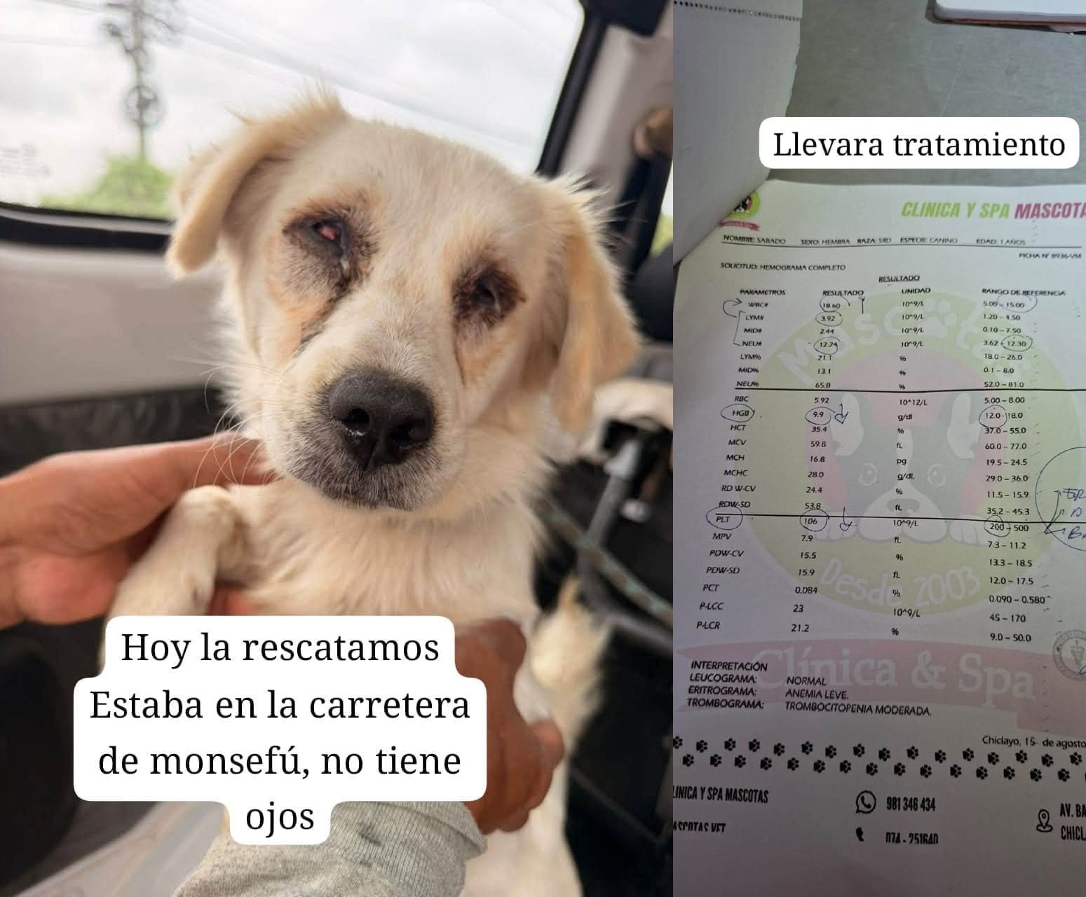 Animalito fue puesta a buen recaudo por Kiara Vásquez.