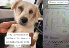 Chiclayo: rescatan a perrita ciega que fue abandonada en plena carretera de Monsefú