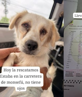 Animalito fue puesta a buen recaudo por Kiara Vásquez.