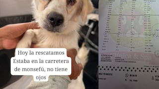 Chiclayo: rescatan a perrita ciega que fue abandonada en plena carretera de Monsefú