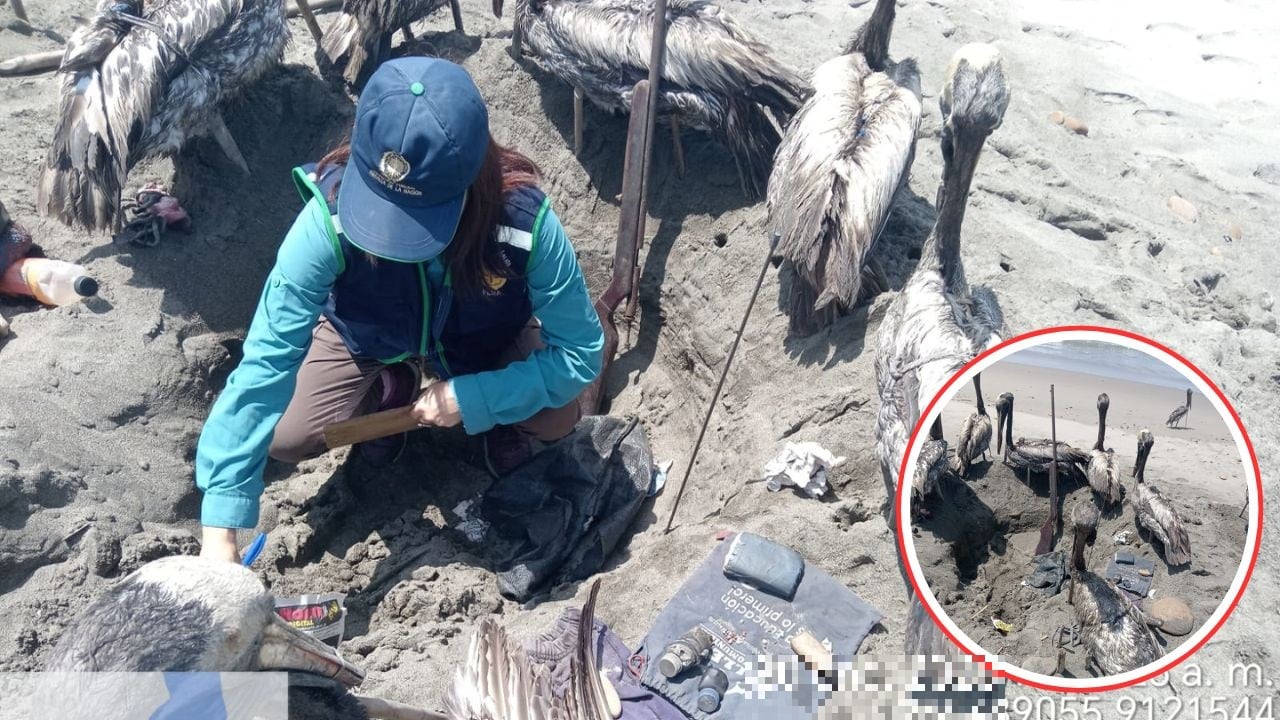 También 18 cadáveres de esas aves en el balneario del sector La Bocana.