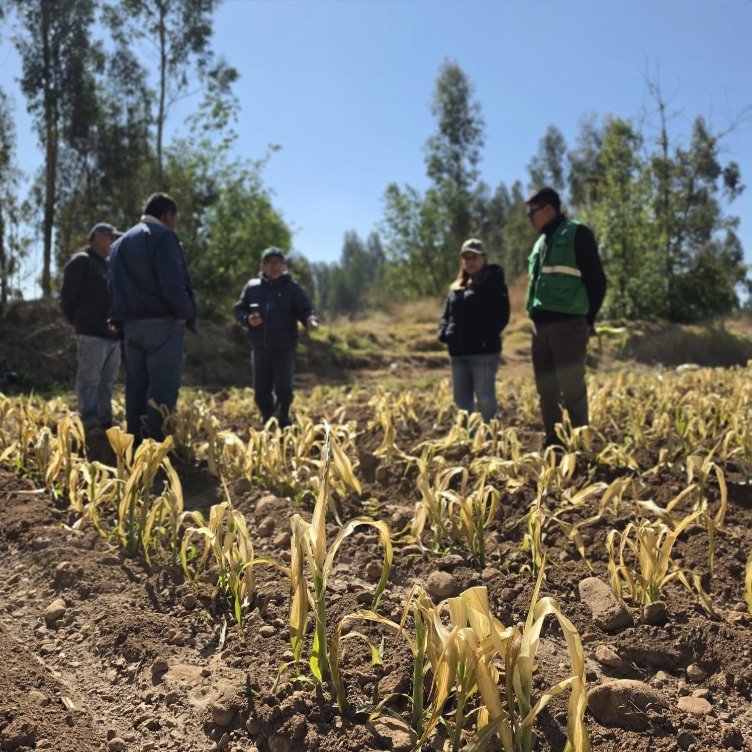 Sequía obliga a retrasar la siembra en la región Junín