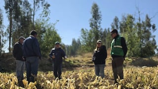 Sequía obliga a retrasar la siembra en la región Junín