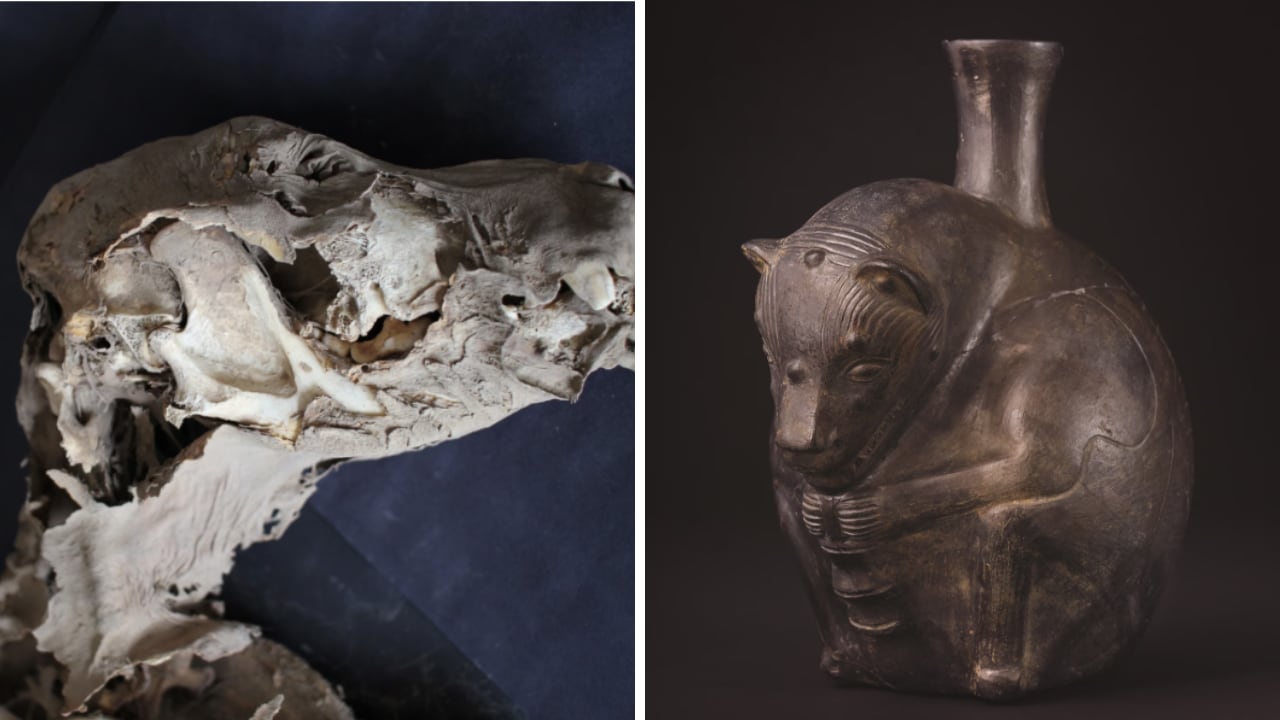 Los hallazgos realizados en el complejo arqueológico Castillo de Huarmey aportan nuevas evidencias sobre la función simbólica y ceremonial que habría tenido el perro sin pelo peruano en una de las civilizaciones más importantes del antiguo Perú.