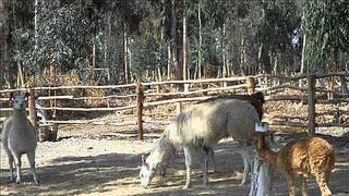 Amplían espacios para animales en el zoológico municipal de Tacna