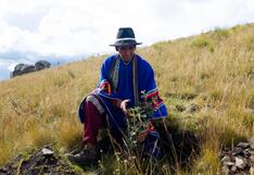 Instalan 180 mil plantas a fin de reforestar cuenca a tres mil metros de altura en Cusco
