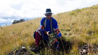Instalan 180 mil plantas a fin de reforestar cuenca a tres mil metros de altura en Cusco