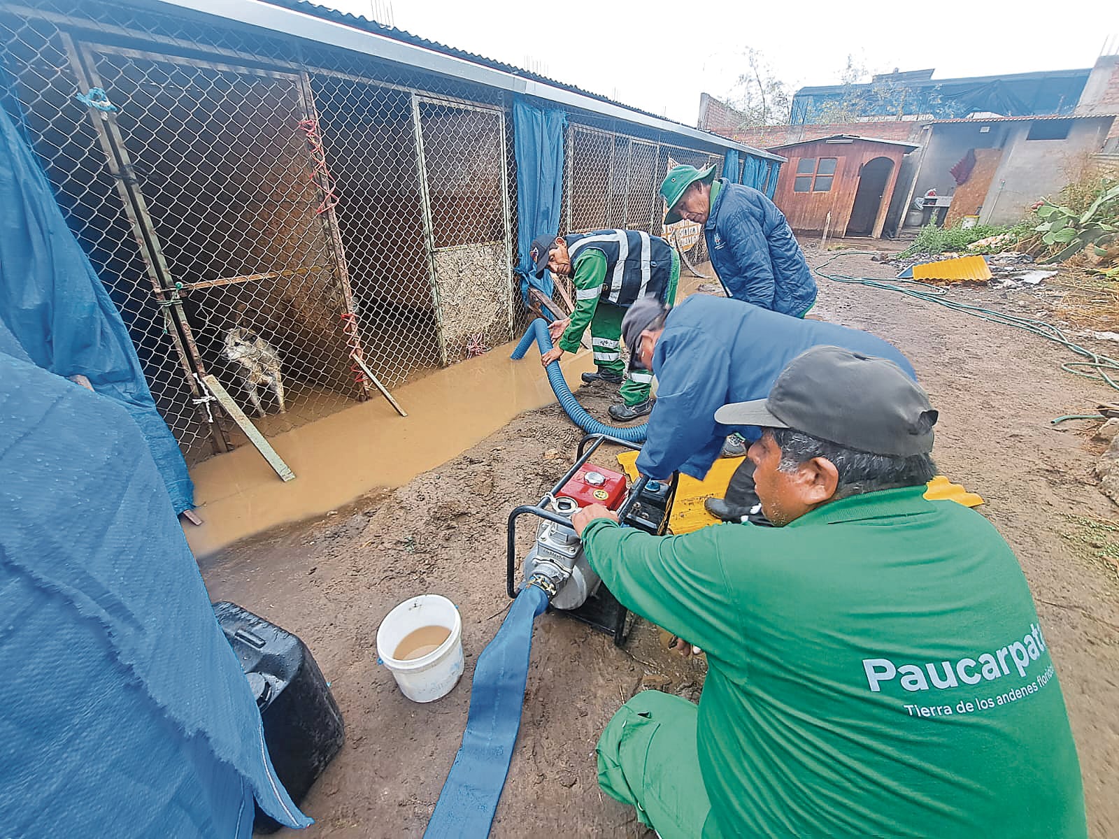 Canes de refugio en Chiguata pasaron varias horas bajo el agua. Foto: GEC.