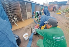 Lluvias en Arequipa: Refugio de perros abandonados se inundó en Chiguata