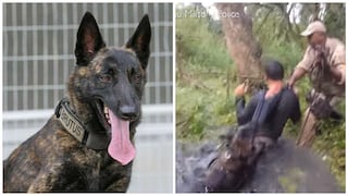 ​YouTube: Conozca a Brutus, el perro policía que es el terror de los delincuentes en Brasil