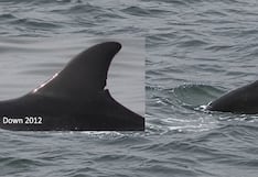 Delfines de Supay: el grupo residente que sorprende en las costas de Paracas, en Pisco