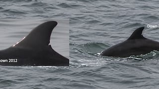 Delfines de Supay: el grupo residente que sorprende en las costas de Paracas, en Pisco