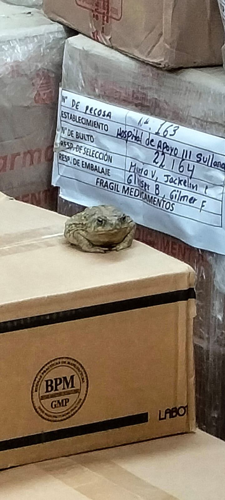 Fiscalía de Prevención del Delito y personal de la Dirfis encontraron un sapo encima de las cajas de medicinas. Además, un pacazo y excremento de animales