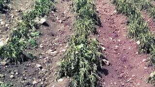 El agro de Puno está en emergencia a causa de heladas