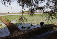 Campaña de arroz y algodón en riesgo en Piura