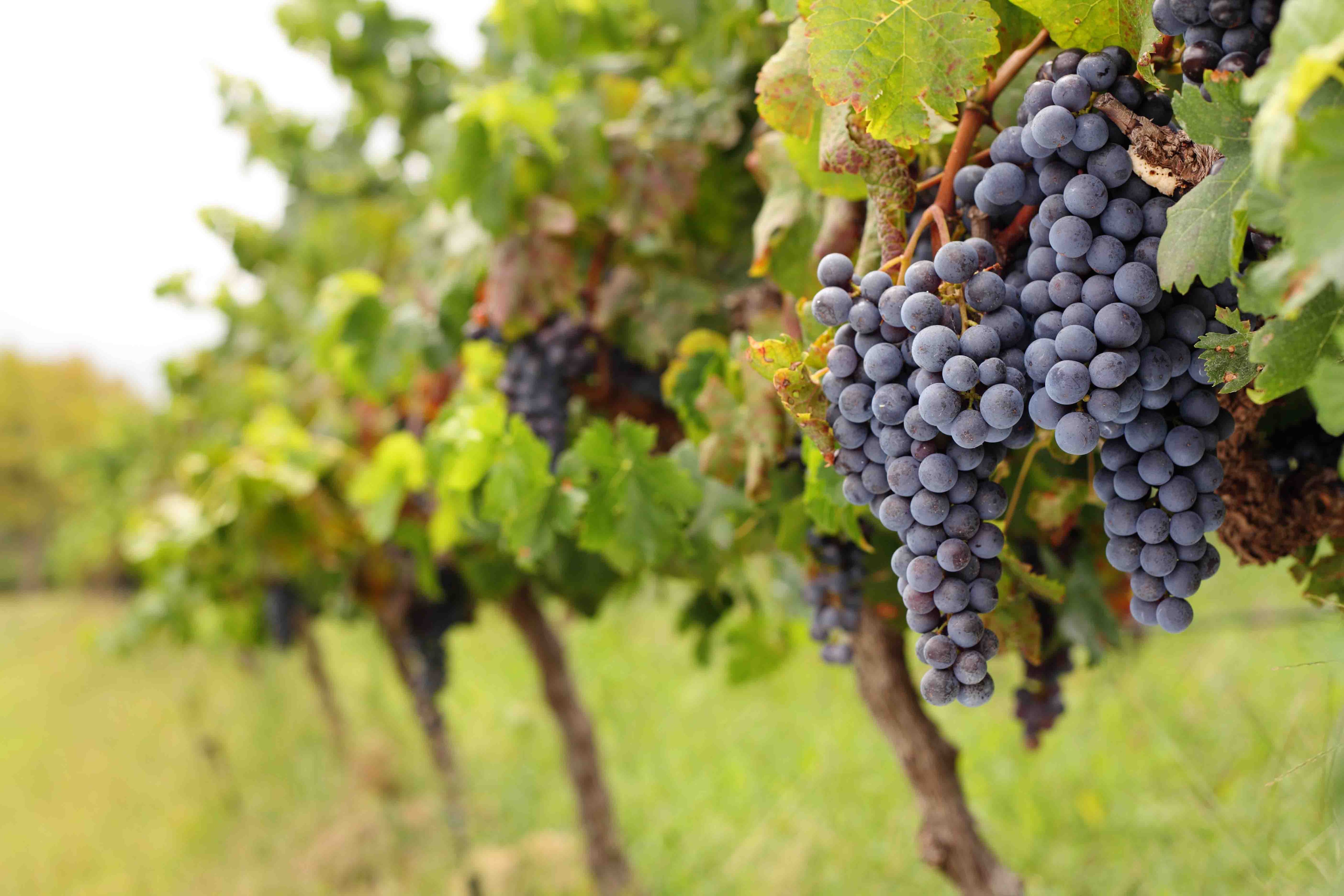 Altas temperaturas no favorecen a los cultivos de uva e impactan en el volumen de la cosecha.(Foto: GEC)