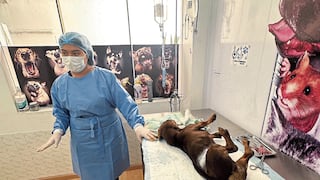 Canil Municipal de Arequipa alberga 25 perros que buscan un nuevo hogar