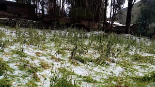 Junín: Se pierden 3 mil hectáreas de cultivos por heladas y estrés hídrico 