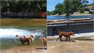 Perro encontró un efectivo método para jugar solo mientras su amo está ocupado  (VIDEO)
