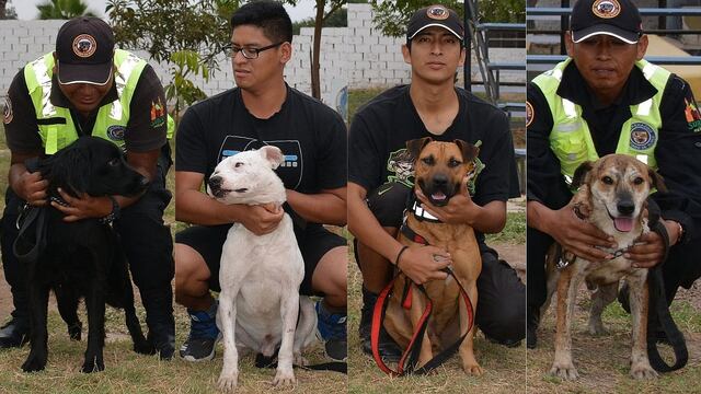 Surco: 9 perros mestizos son incluidos en Brigada Canina tras ser rescatados de las calles (FOTOS)