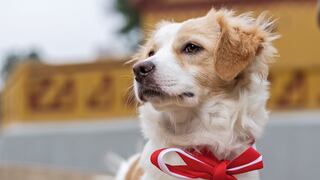Congreso declara de interés nacional al perro pastor Chiribaya como Patrimonio Cultural