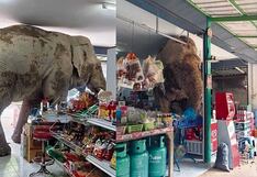 Elefante entró a una tienda en Tailandia y comió galletitas: insólito momento se volvió viral
