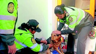 ​Policías salvan a perro atropellado y ahora buscan dinero para su recuperación