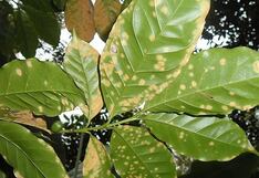 Piden declaratoria de emergencia de los cultivos de café en Junín afectados por la roya