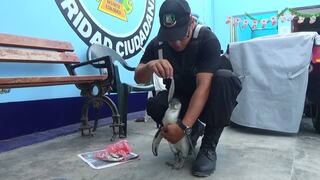 Facebook: Un pingüino es hallado en calles de Nuevo Chimbote