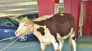 Vaca se escapó de ser sacrificada y terminó en un santuario animal