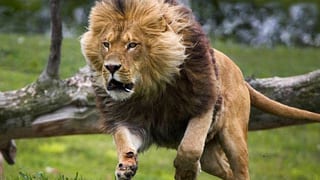 Inglaterra: Buscan león que escapó de zoológico 