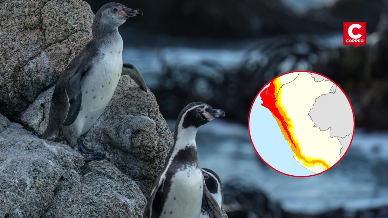 Fenómeno El Niño: calentamiento del mar podría causar la muerte masiva de los pingüinos de Humboldt. Composición: Diario Correo.