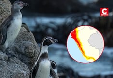 Fenómeno El Niño: calentamiento del mar podría causar la muerte masiva de los pingüinos de Humboldt