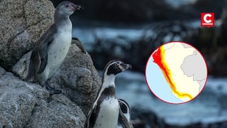 Fenómeno El Niño: calentamiento del mar podría causar la muerte masiva de los pingüinos de Humboldt