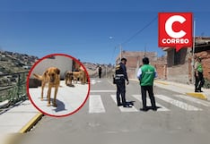 Arequipa: Vecinos reportan el envenenamiento de seis perros en Paucarpata (VIDEO)