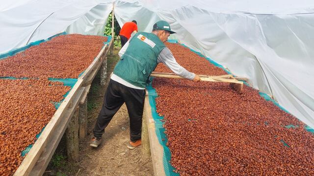 Potencian cadena productiva del cacao y café en 17 distritos de Ayacucho y el Vraem
