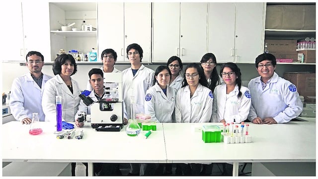 Universidad de San Marcos tendrá el primer laboratorio de clonación de alpacas del mundo