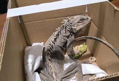 Rescatan iguana de 1.5 metros en una zona urbana de Arequipa