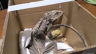 Rescatan iguana de 1.5 metros en una zona urbana de Arequipa