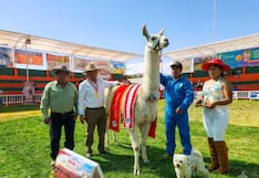 Llamas de Junín y Pasco conquistan Feria de Yauris 2026