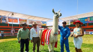 Llamas de Junín y Pasco conquistan Feria de Yauris 2026