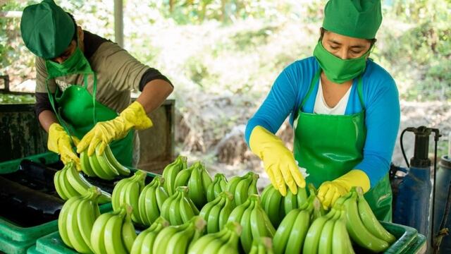 Ministro de Comercio Exterior anuncia que reimpulsará la exportación del banano orgánico de Piura