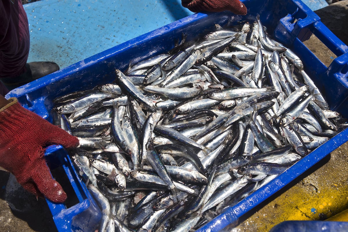 Anchoveta. (Foto: Produce)
