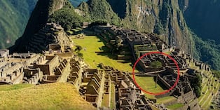 Icónico árbol de pisonay en Machu Picchu está muriendo (FOTOS)