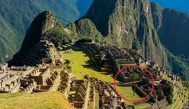 Icónico árbol de pisonay en Machu Picchu está muriendo (FOTOS)