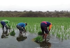 Arroceros en Arequipa en crisis económica por sobrecostos de producción