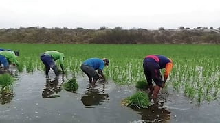 Arroceros en Arequipa en crisis económica por sobrecostos de producción