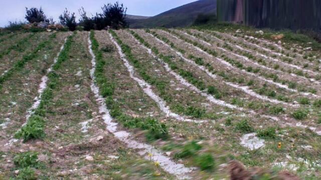 Arequipa: 400 hectáreas de cultivo se pierden por heladas en El Madrigal