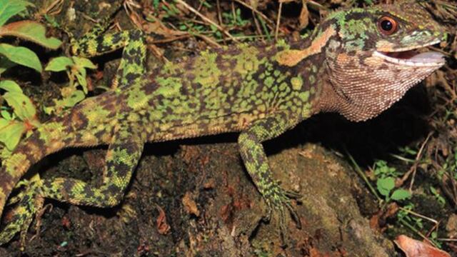 Nuevas especies de reptiles aparecen en Amazonía